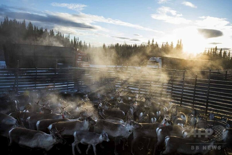 【AFP記者コラム】知られざる圧倒的な美─北欧の遊牧民サーミとトナカイの大移動
