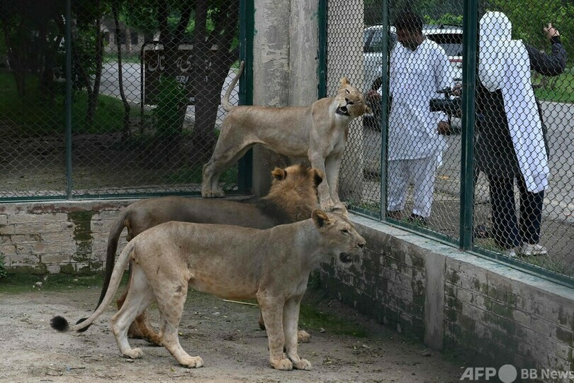 ライオン増えすぎ…競売で個人に売却へ パキスタン動物園