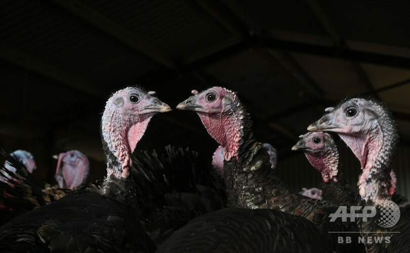 密避けるコロナ・クリスマス、七面鳥は小ぶりが売れ筋 英