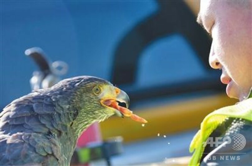 飛行機を守る「専門家」 タカとハヤブサが活躍 中国・首都空港