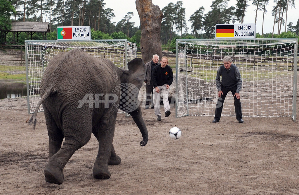 象が元ドイツ代表ｇｋと一緒に試合結果を予想 欧州選手権 写真10枚 国際ニュース Afpbb News