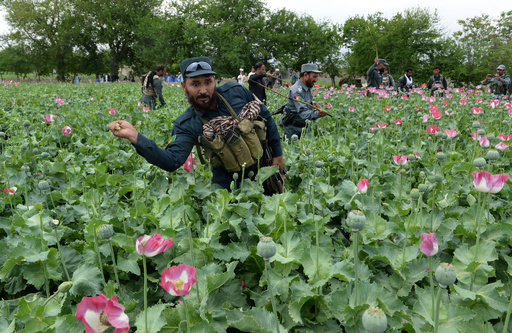 ケシからヘロインへ タリバンが麻薬の生産に進出 アフガニスタン 写真2枚 国際ニュース Afpbb News