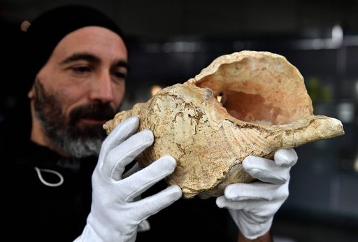 1.8万年前の「ド・ド＃・レ」 仏洞窟で発見の巻き貝の笛 写真10枚 国際
