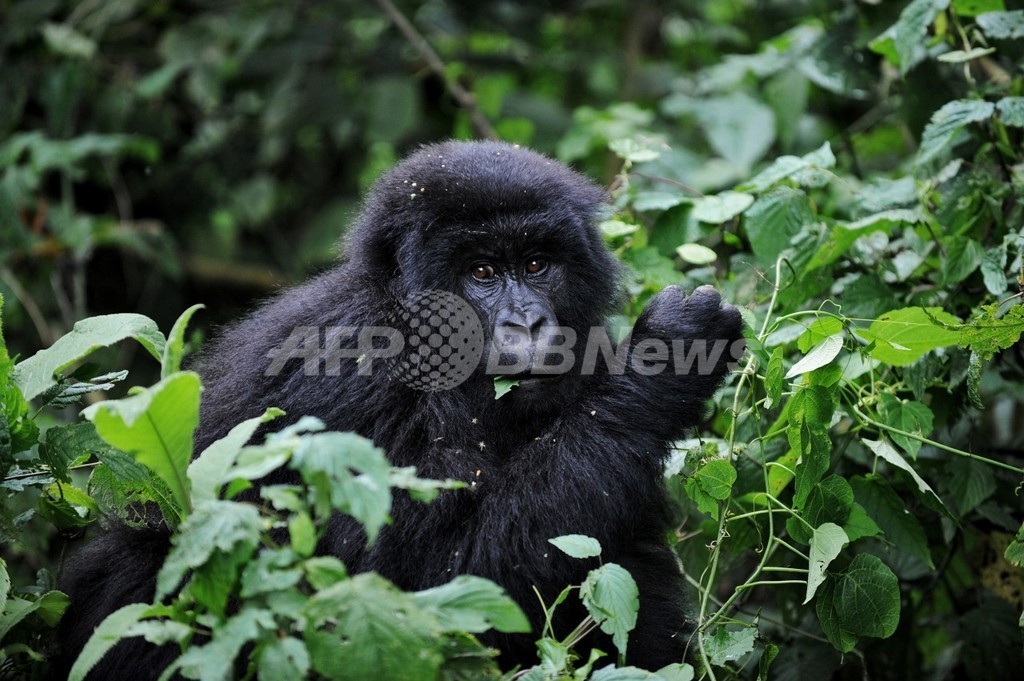 霊長類の半数に絶滅の恐れ、ゴリラなど25種は寸前 霊長類の半数に絶滅の恐れ、ゴリラなど25種は寸前