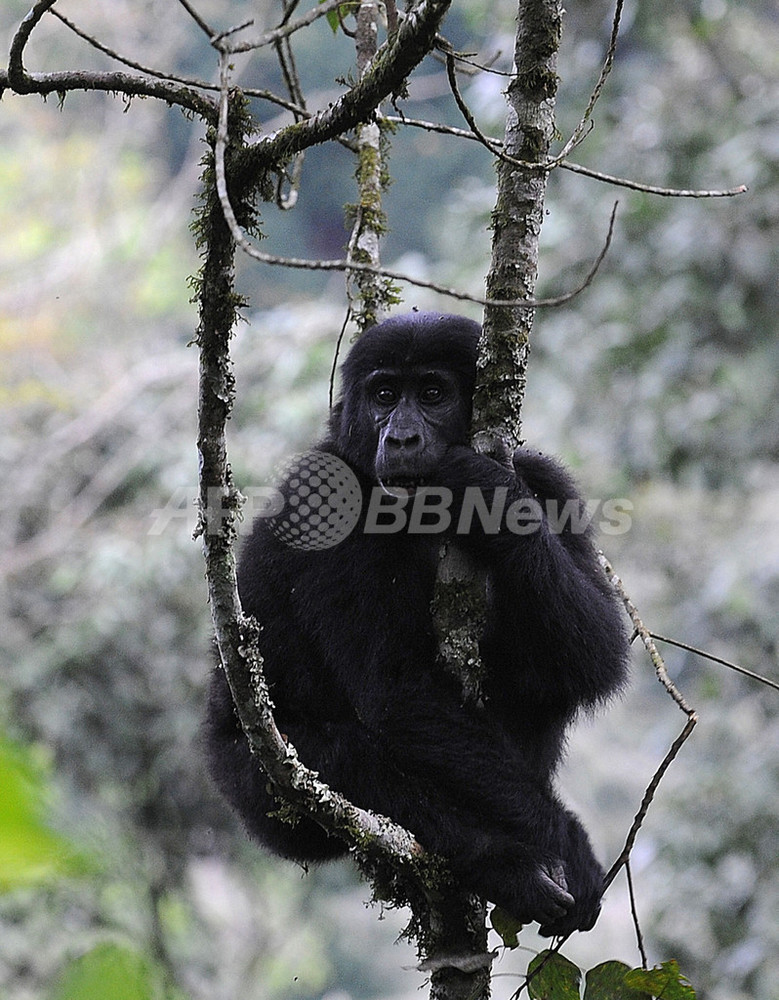 コンゴ盆地のゴリラ、10年以内に絶滅の危機 写真2枚 国際ニュース