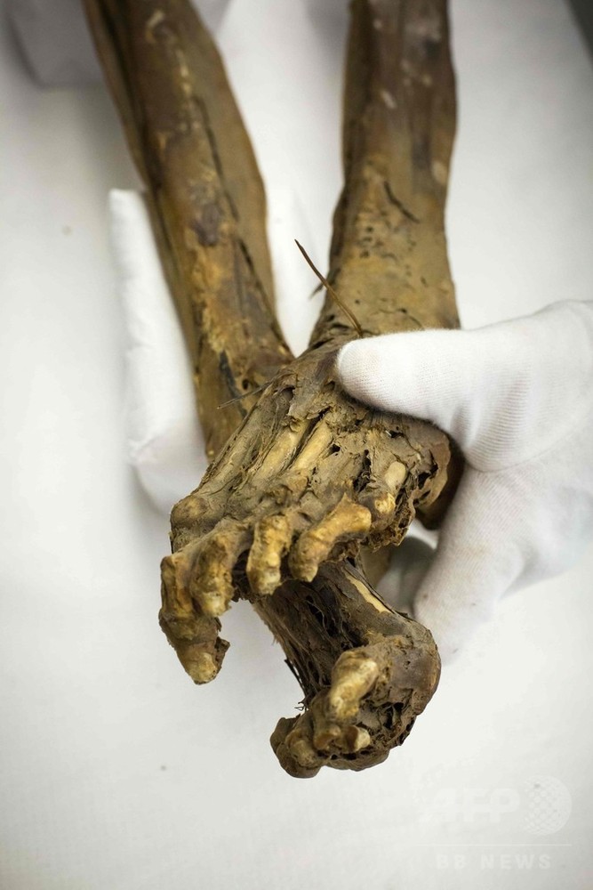 先住民グアンチェのミイラ展示、スペイン領カナリア諸島 写真12枚 国際