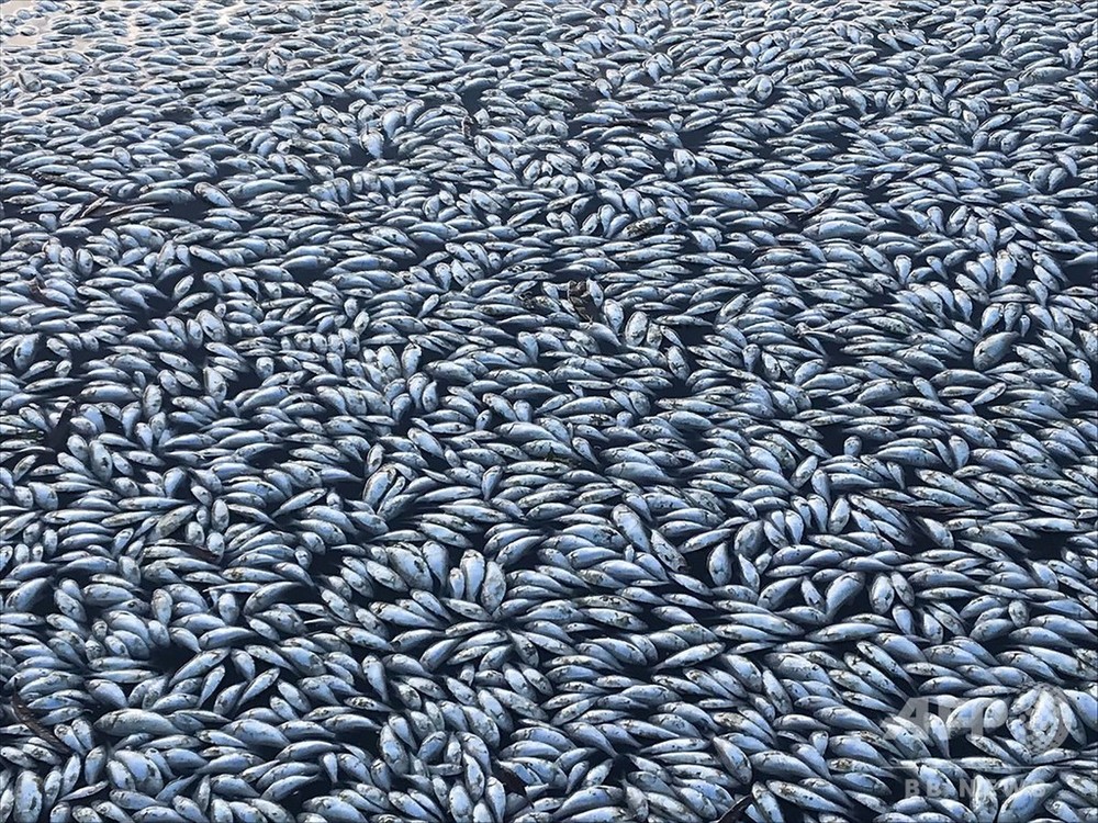 数十万匹 規模の魚の大量死 死骸で水面が白一色に 豪 写真2枚 国際ニュース Afpbb News