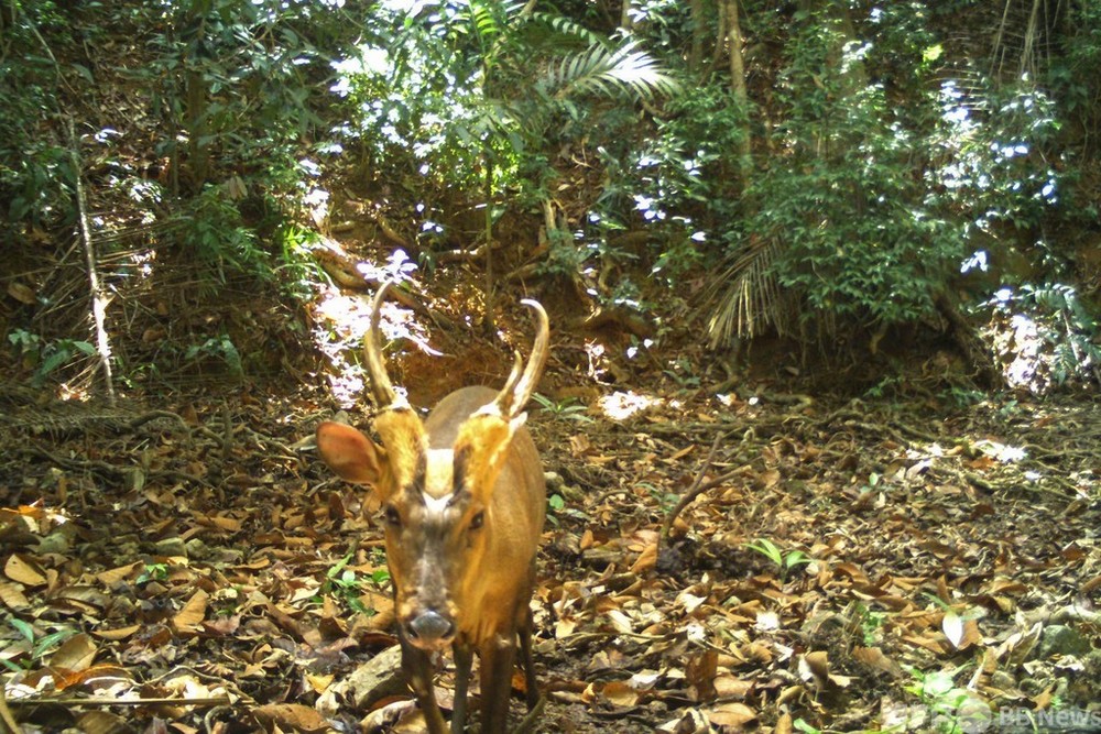 絶滅の恐れあるオオツノホエジカ、カンボジアで初確認