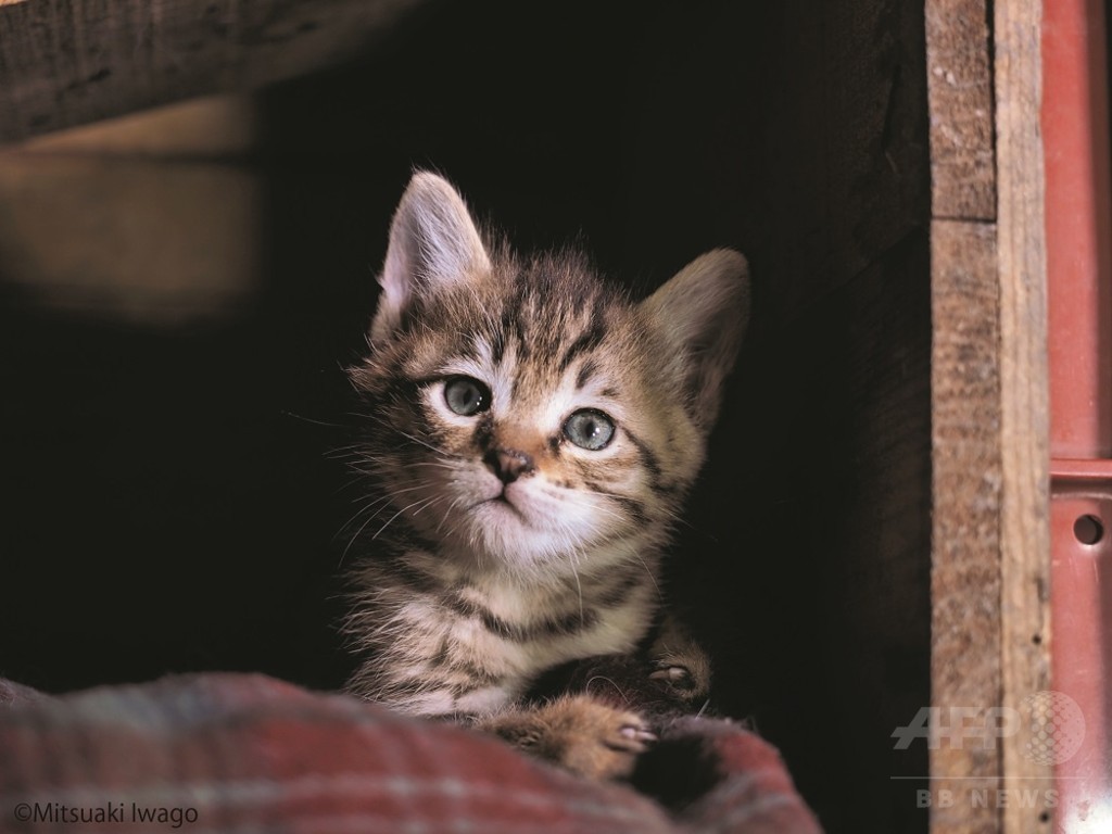 岩合光昭 ふるさとのねこ 津軽の四季 子ネコたちの物語 写真展 渋谷ヒカリエで 写真11枚 マリ クレール スタイル Marie Claire Style