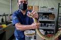 コスタリカ首都サンホセにあるコスタリカ大学クロドミロ・ピカド研究所で、ヘビから毒素を抽出する研究員（2020年9月24日撮影）。(c)Ezequiel BECERRA / AFP