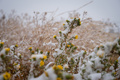 米コロラド州ボルダーに近いロッキー山脈の麓で観測された雪（2020年9月8日撮影）。(c)Eli IMADALI / AFP