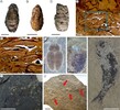 今回の研究の代表的な化石。Ａ〜Ｃ：魚糞、ＤとＥ：魚糞の切片、ＦとＧ：甲虫、Ｈ：魚、Ⅰ：貝虫、Ｊ：カブトエビ類（撮影日不明）。(c)Xinhua News