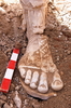 トルコ西部サガラッソス（Sagalassos）で発掘された古代ローマ皇帝マルクス・アウレリウス（Marcus Aurelius、在位161-180年）の大理石像の右足（2008年8月21日撮影）。(c)AFP/Salagassos Archaelogical Research Project (SARP)
