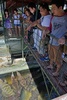 フィリピン・パラワン（Palawan）島のプエルトプリンセサ（Puerto Princesa）にあるパラワン島野生生物保護センター（Palawan Wildlife Rescue and Conservation Centre）で、展示されたワニを見る来場者たち（2014年6月5日撮影）。(c)AFP/TED ALJIBE