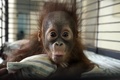 インドネシア・スラバヤ（Surabaya）のスラバヤ動物園（Surabaya Zoo）で飼育されている生後4か月の雄のオランウータン（2013年10月10日撮影）。(c)AFP/JUNI KRISWANTO