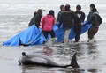茨城県鉾田市の海岸で、打ち上げられたカズハゴンドウをシートで海へ戻そうとする地元の人（2015年4月10日撮影）。(c)AFP/TOSHIFUMI KITAMURA