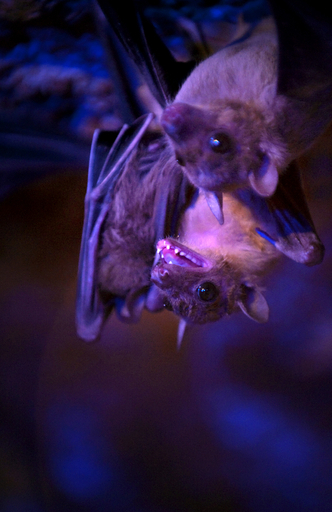 2010年イグ・ノーベル賞、各賞の内容