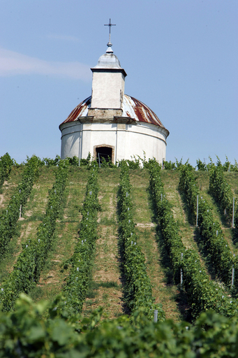 EUのワイン産業改革計画　中東欧に広がる懸念