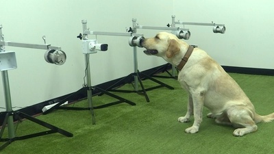 字幕 ビデオグラフィック 犬の嗅覚 写真1枚 国際ニュース Afpbb News