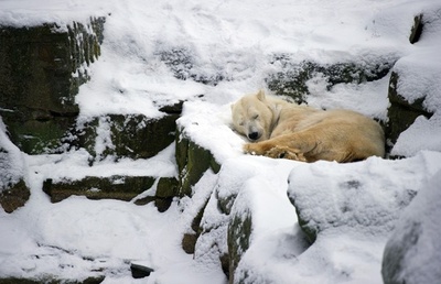 雪の寝床を満喫、独動物園のホッキョクグマ