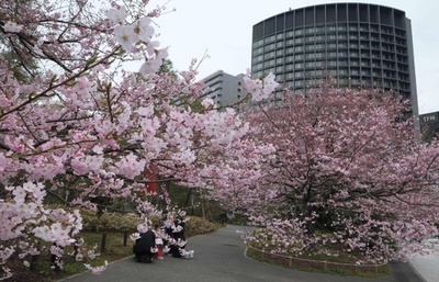 東京に春の訪れ、平年より早い桜楽しむ人たち