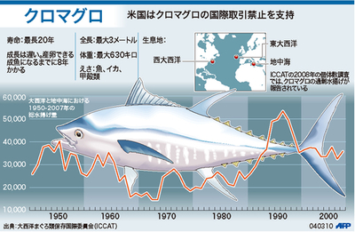 【図解】クロマグロ