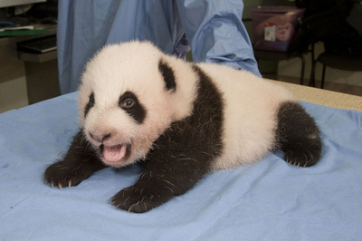 生後9週間のパンダの赤ちゃん、名前募集中 米サンディエゴ動物園