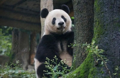 中国の海外在住のジャイアントパンダ63頭の健康状態が良好