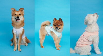 ペットファッションの高度化に拍車…完売に次ぐ完売 – KOREA WAVE