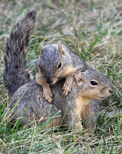 台風で逃亡したリス、「30匹中38匹」捕獲 逃げた数より増えた？