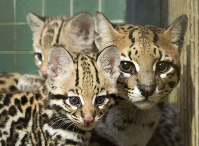 お母さん大好き！オセロットの赤ちゃん ベルリン動物園