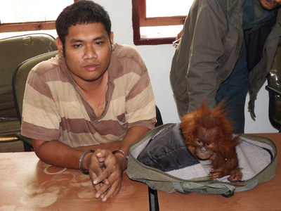 オランウータン密売業者に禁錮2年、インドネシアでは異例の判決