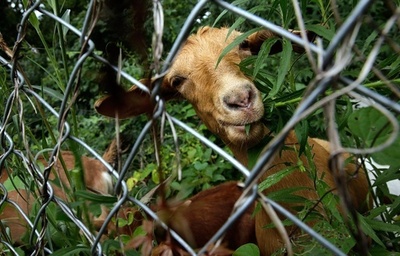 米ワシントン議会墓地に「エコヤギ」の群れ、除草と肥やしが使命