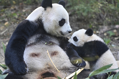 広州のジャイアントパンダ親子、「春節特製ごちそう」を楽しむ