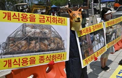 夏場に増加、伝統の犬肉食に抗議 韓国