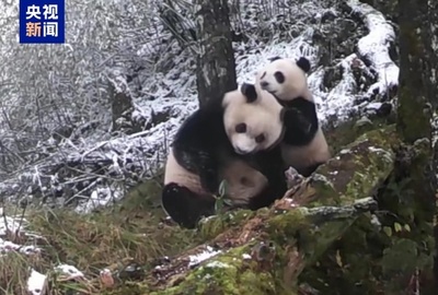 同一観測点で野生パンダの母子が2度撮影される＝中国四川