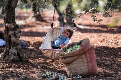 【今日の1枚】繁忙期のオリーブ畑、お昼寝もお手伝いのうち シリア
