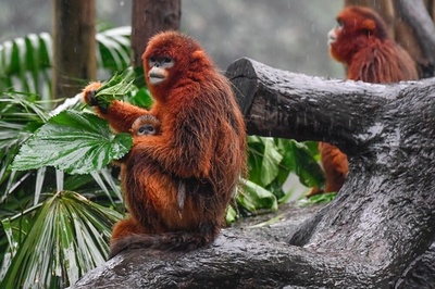 つぶらな目の赤ちゃんキンシコウ、初お目見え 広州・長隆