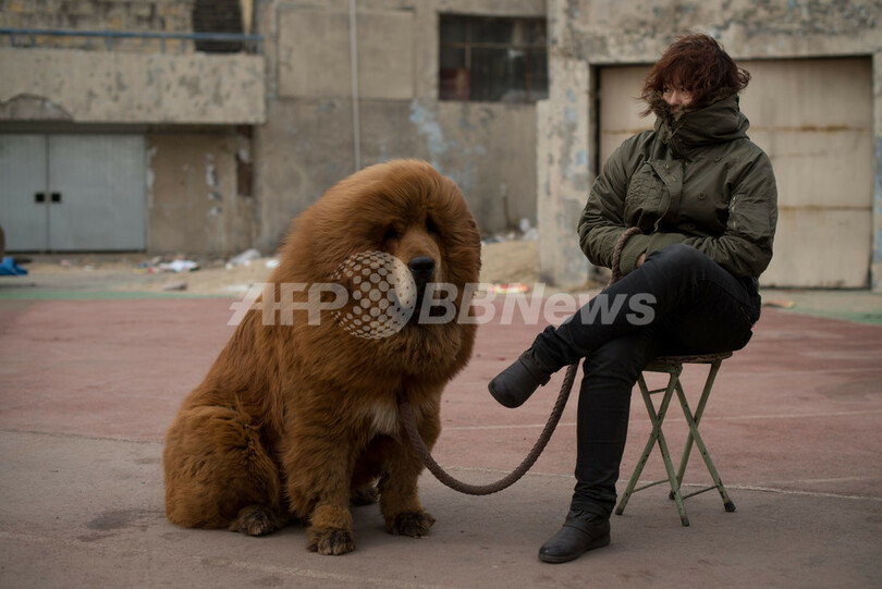 富の象徴 チベタン マスティフはいかが 販売会開催 中国 写真13枚 国際ニュース Afpbb News