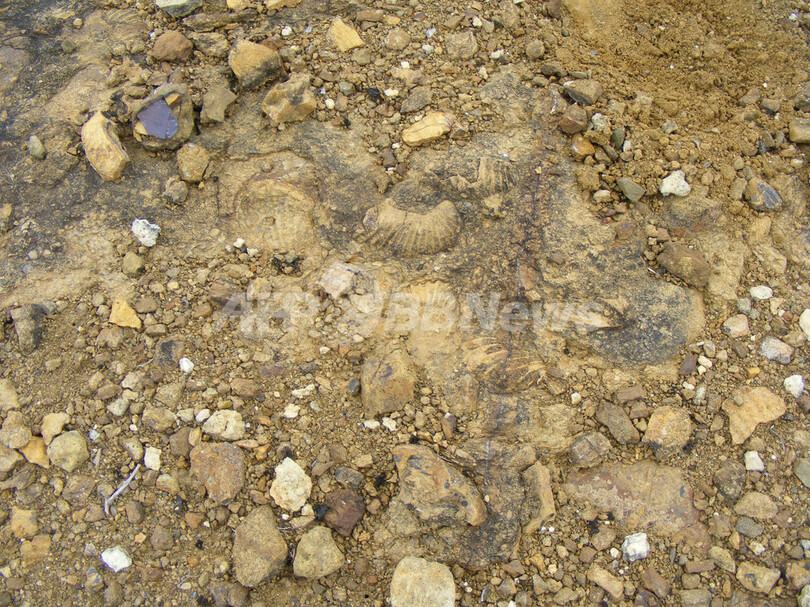 新種のイカの化石をペルーで発見、長い殻が特徴