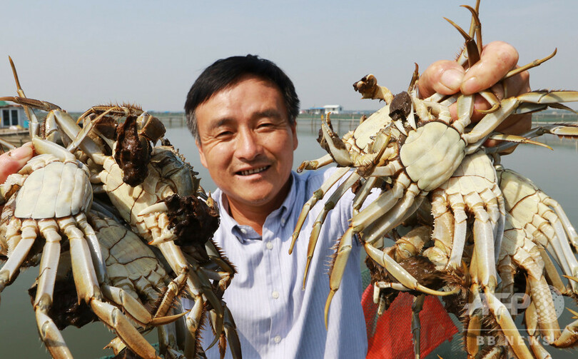 陽澄湖と太湖のカニ漁解禁 環境保護の圧力の中も漁師ら奮闘 写真4枚 国際ニュース Afpbb News