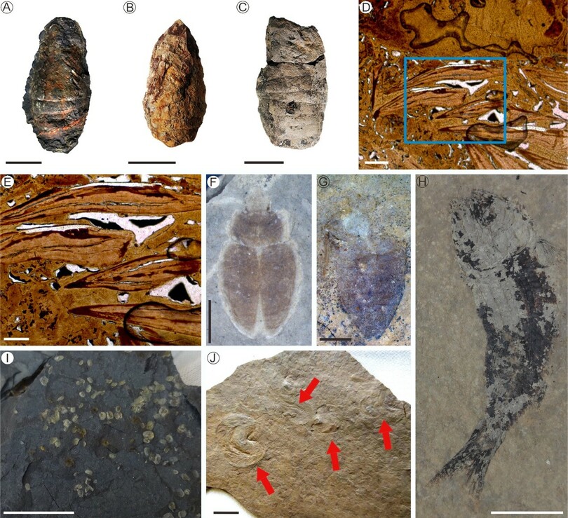 中英の研究者、大量絶滅後1000万年かけて陸地生態系が回復したことを解明
