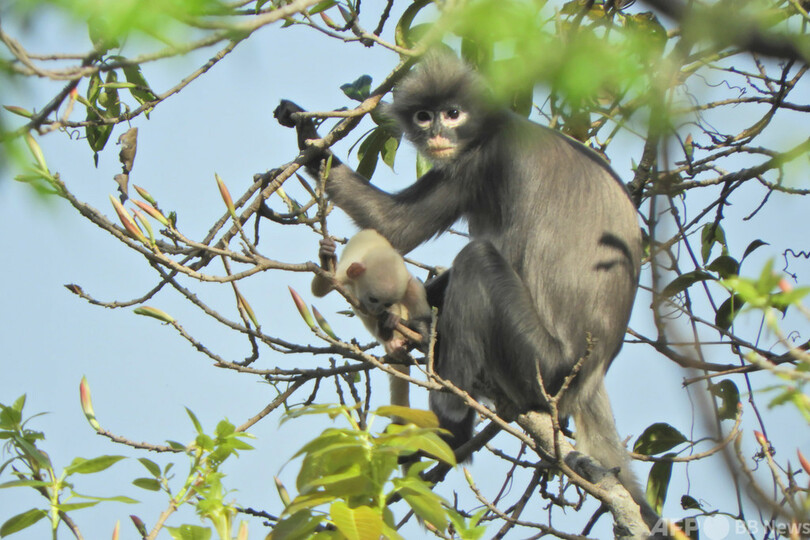 新種のサル発見 すでに絶滅の危機か ミャンマー