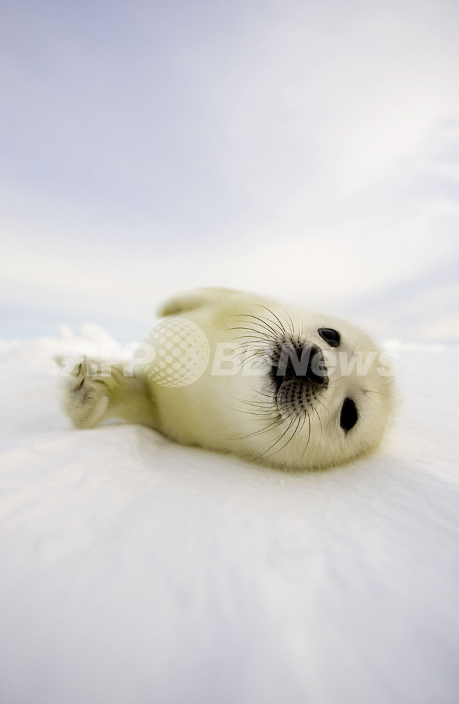 タテゴトアザラシの赤ちゃんが姿を見せる　カナダ