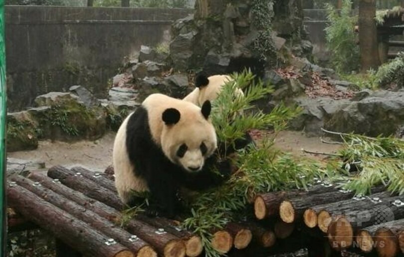 杭州のジャイアントパンダ「成就」、危険な状態続く 急性胃拡張で手術
