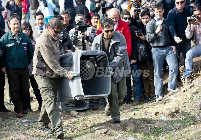 コンドルよ飛んで行け、保護した18羽を放鳥 チリ