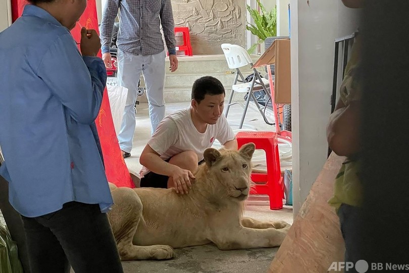 個人飼育のライオンを保護 カンボジア首都 写真4枚 国際ニュース Afpbb News