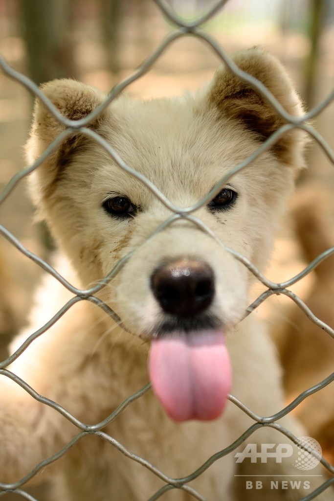 中国の犬肉祭り、今年も開催 コロナ影響で打撃受けるも