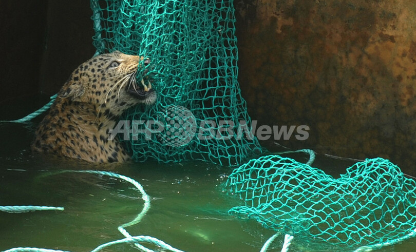 貯水槽にヒョウがドボン！救出劇の一部始終