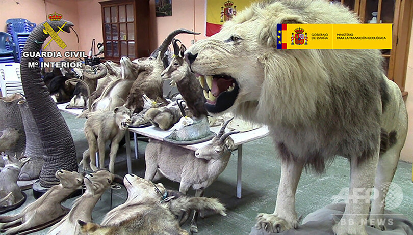 絶滅危惧種の動物剥製0点超を押収 スペイン 違法制作を摘発 写真3枚 国際ニュース Afpbb News
